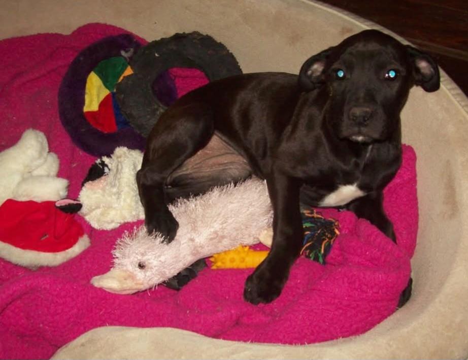Duke, Adoptable, Puppy Male American Staffordshire Terrier & Basset Hound.