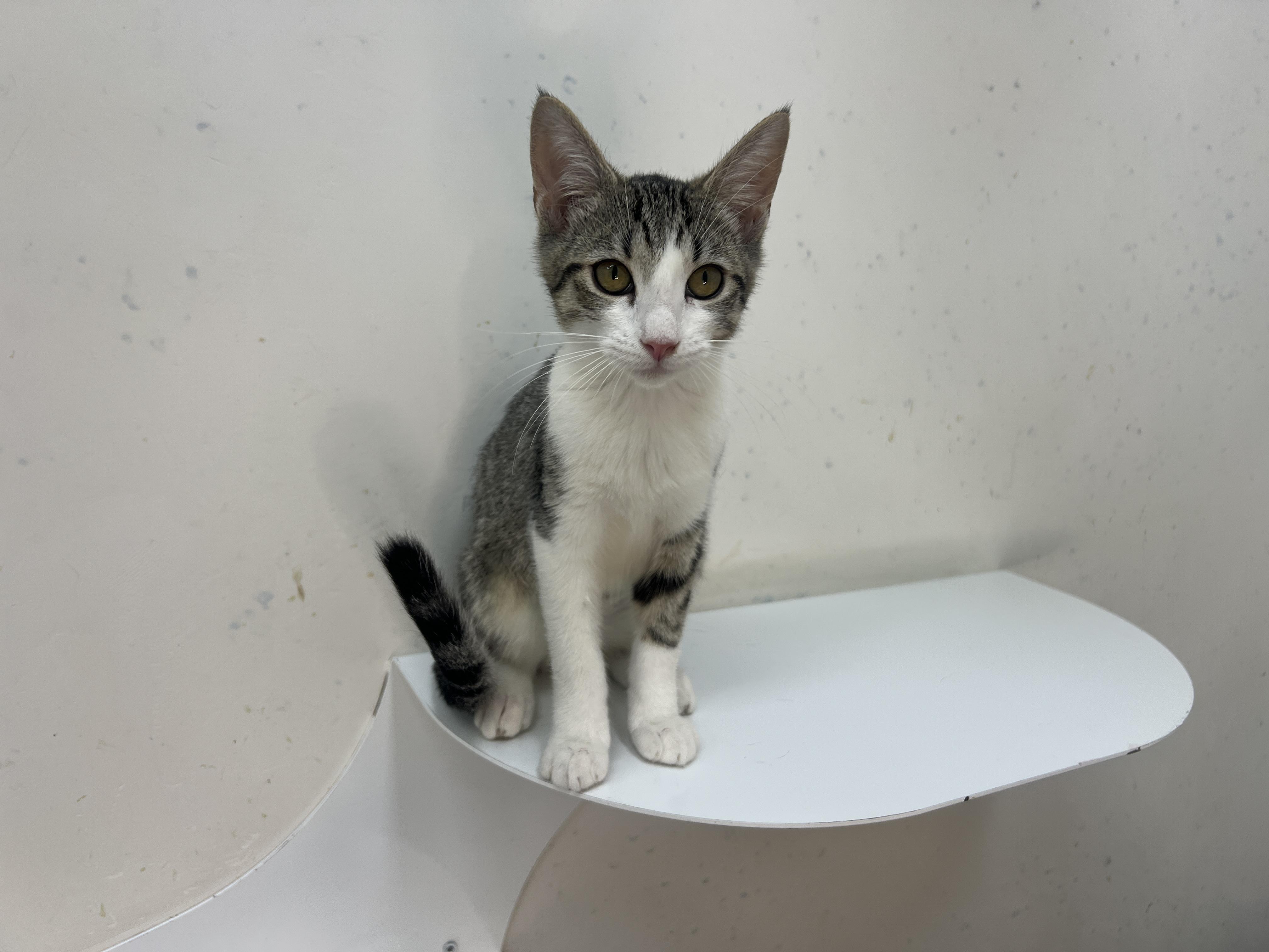 Espurr, a Adoptable Domestic Short Hair in chino, CA image 2/6