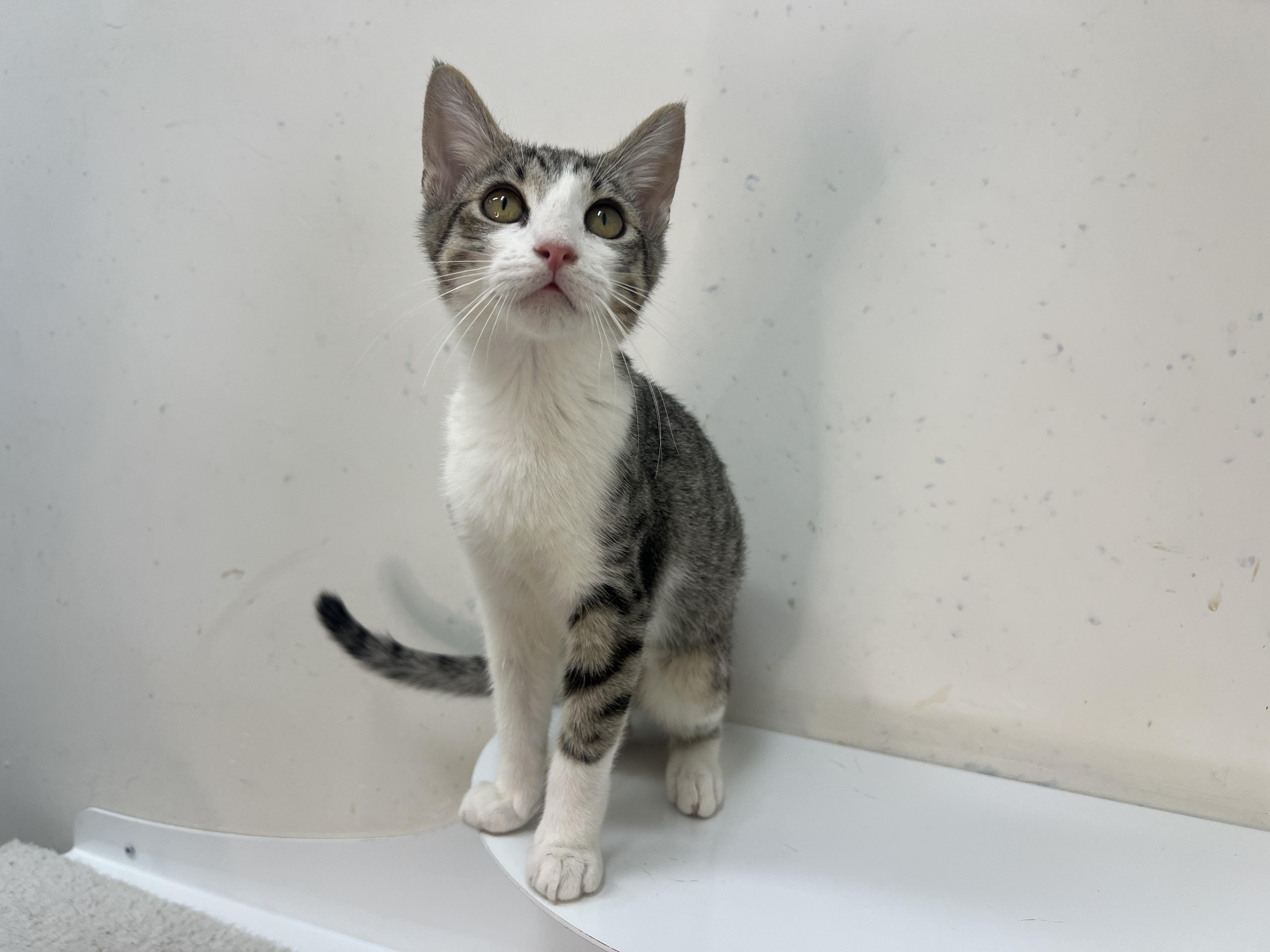 Espurr, a Adoptable Domestic Short Hair in chino, CA image 4/6