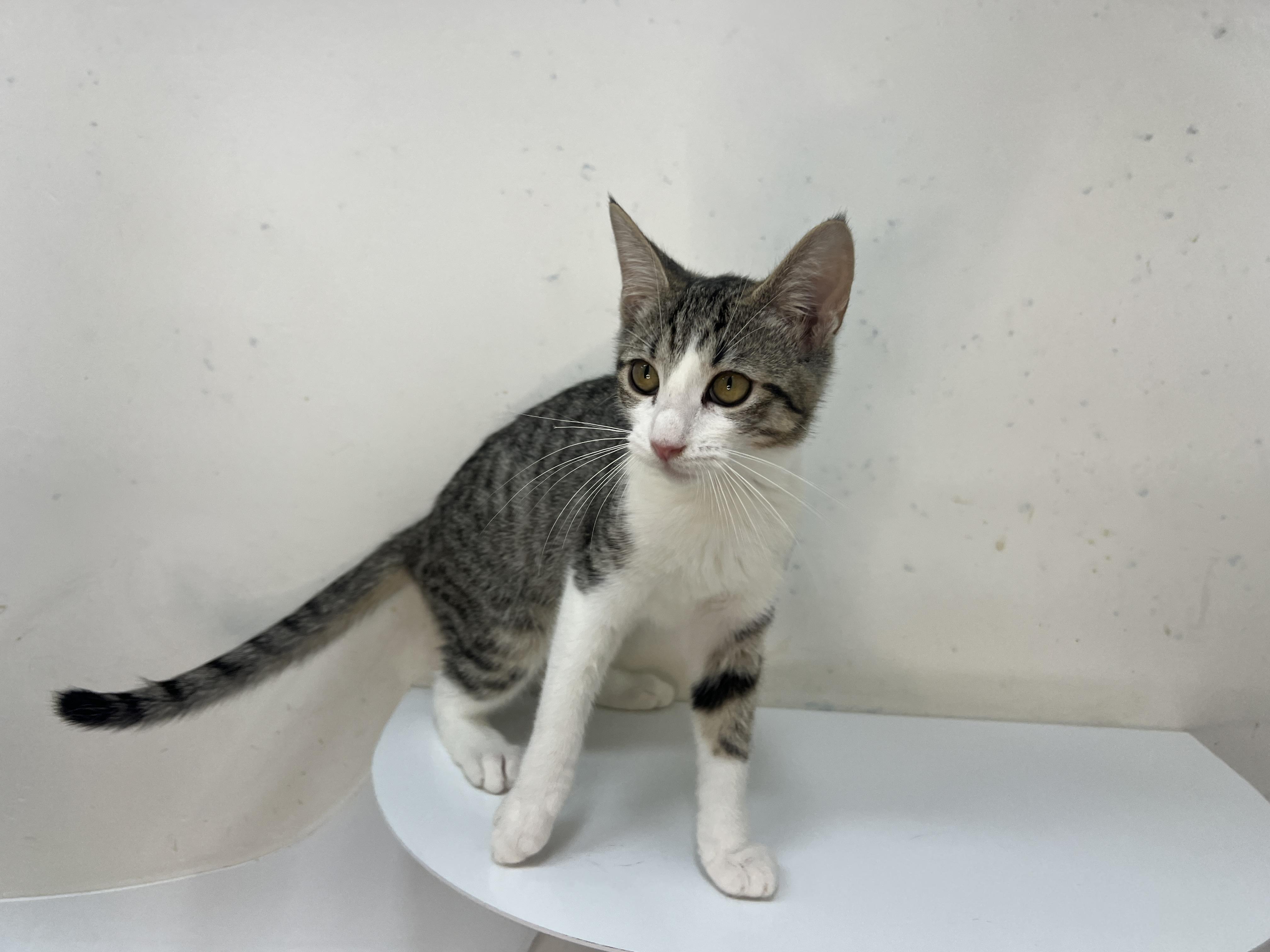 Espurr, a Adoptable Domestic Short Hair in chino, CA image 6/6