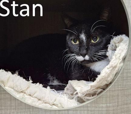 Stan, Adoptable, Adult Male Tuxedo & Domestic Short Hair.