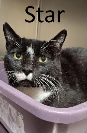 Star, Adoptable, Adult Female Tuxedo & Domestic Short Hair.