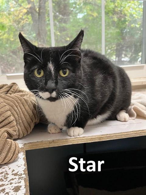 Enlarge Star, a Adoptable mixed breed in Mountain View, AR image 2/3