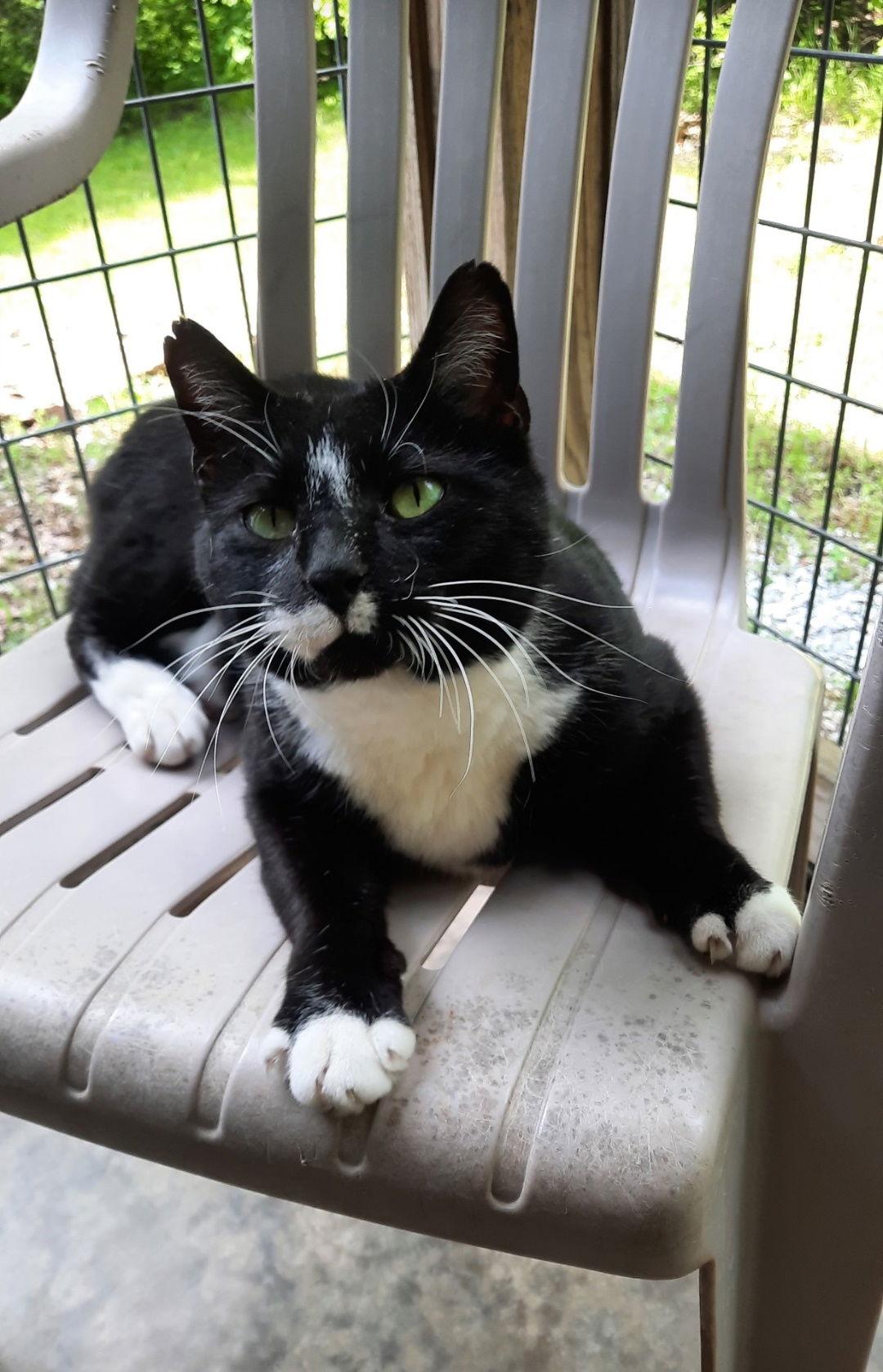 Enlarge Stan, a Adoptable mixed breed in Mountain View, AR image 2/3