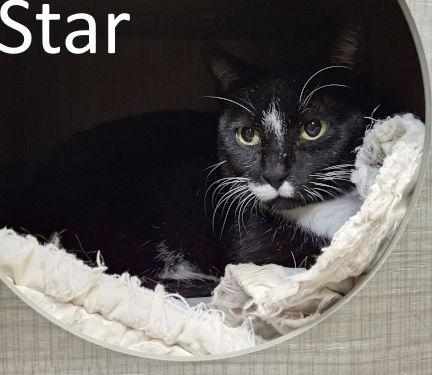 Enlarge Star, a Adoptable mixed breed in Mountain View, AR image 3/3