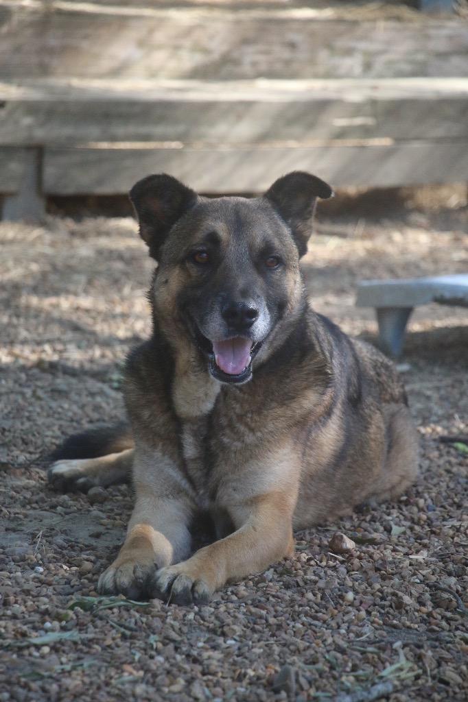 Bodan 25, Adoptable, Adult Male Shepherd.