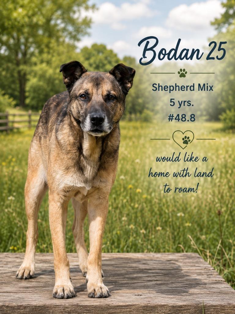 Enlarge Bodan 25, a Adoptable mixed breed in Brookhaven, MS image 2/4