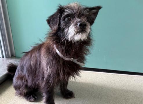 CAPTAIN, adopted, Young Male Cairn Terrier.
