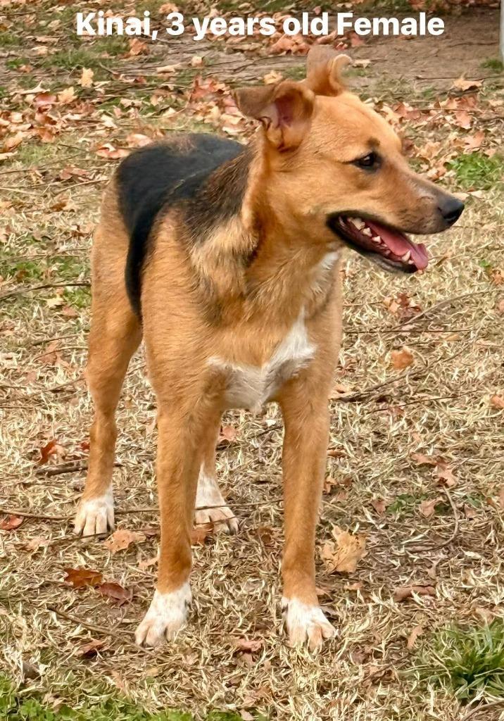Enlarge Kenai, a Adoptable Hound in Neosho, MO image 1/1