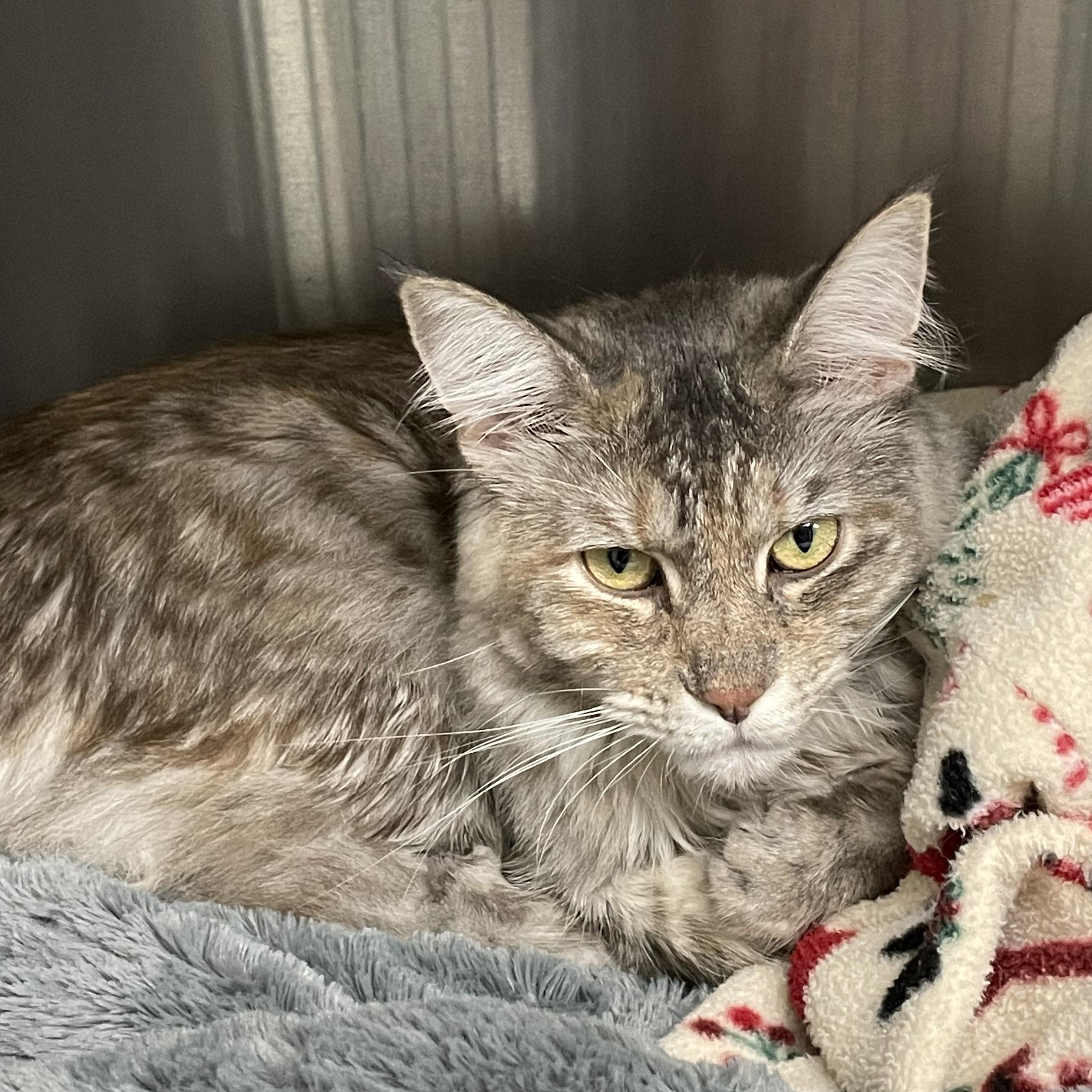 Chai, adopted, Kitten Female Maine Coon & Manx.