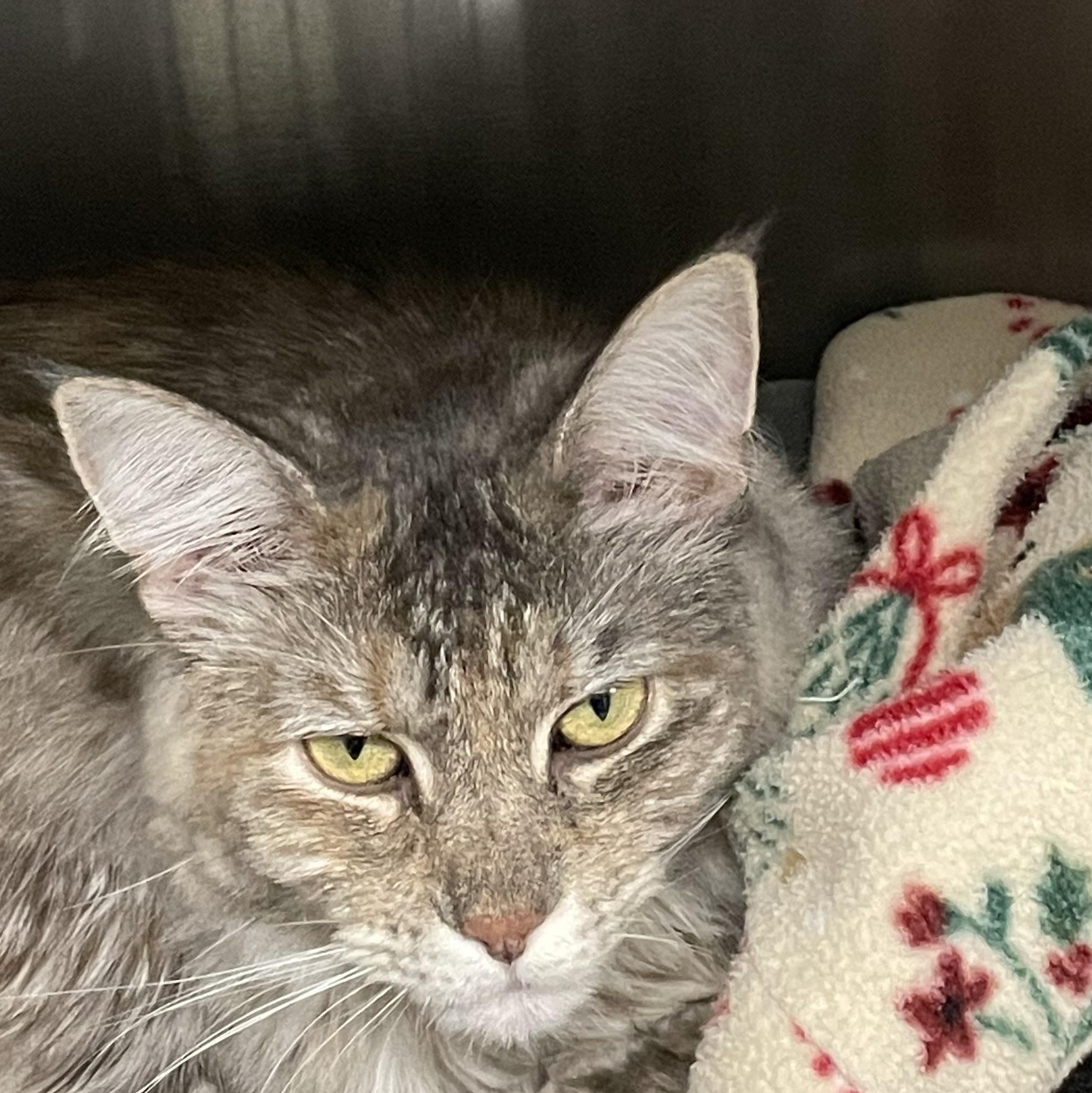 Chai, an adopted mixed breed in North Kingstown, RI image 4/5
