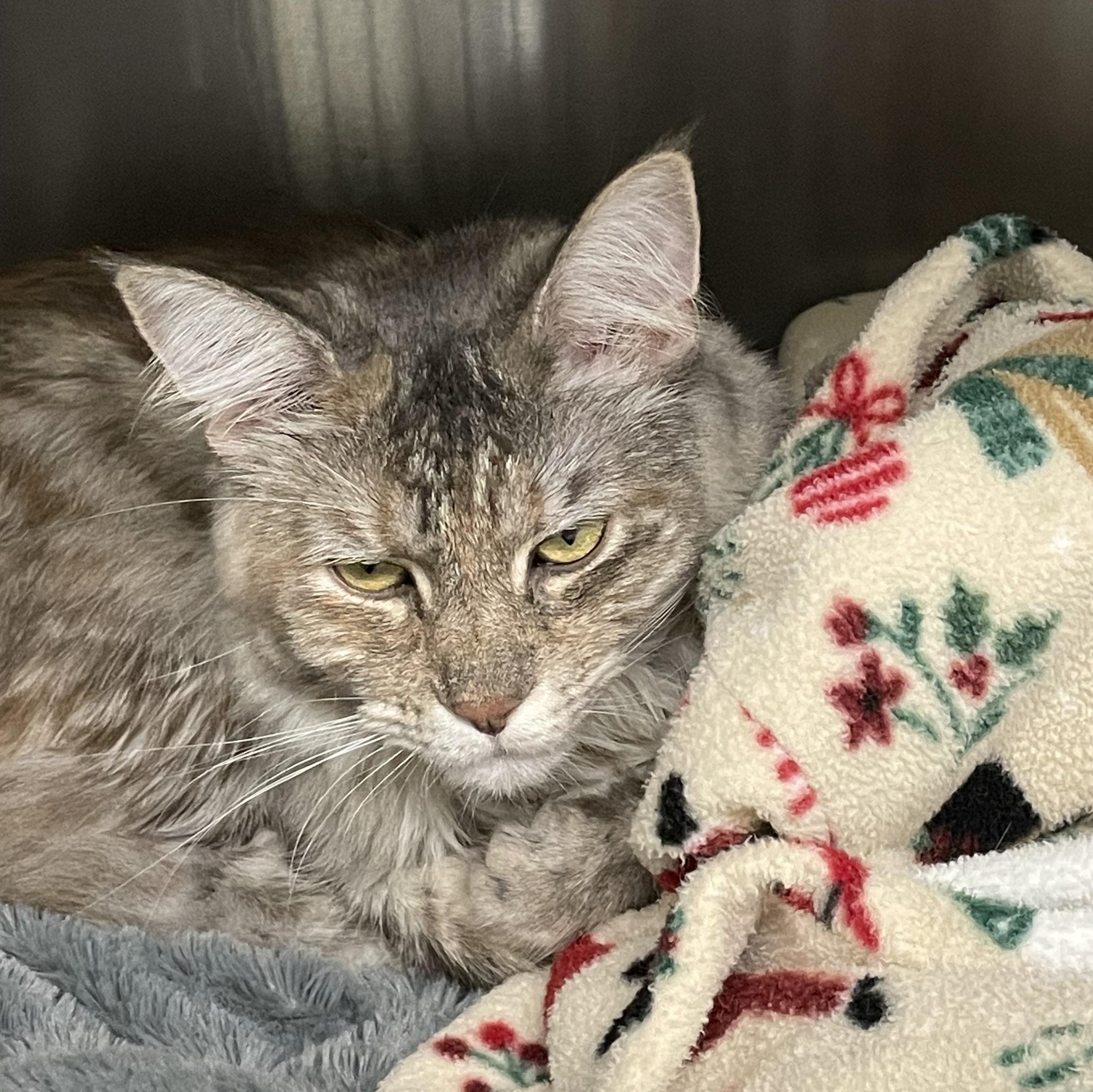 Chai, an adopted mixed breed in North Kingstown, RI image 3/5