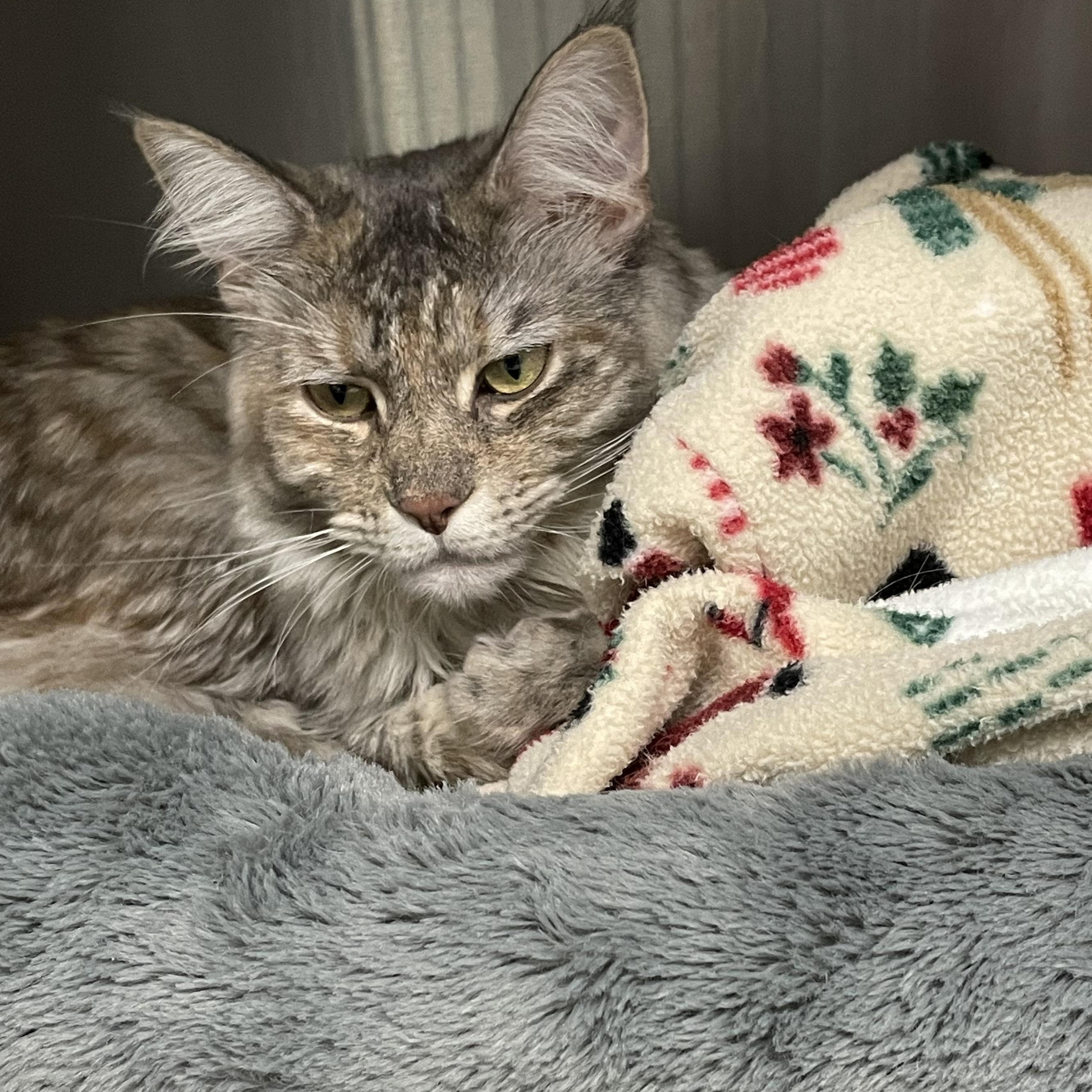 Chai, an adopted mixed breed in North Kingstown, RI image 5/5