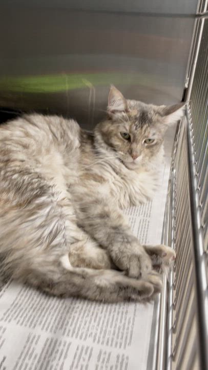 Enlarge Chai, an adopted mixed breed in North Kingstown, RI video 2/5