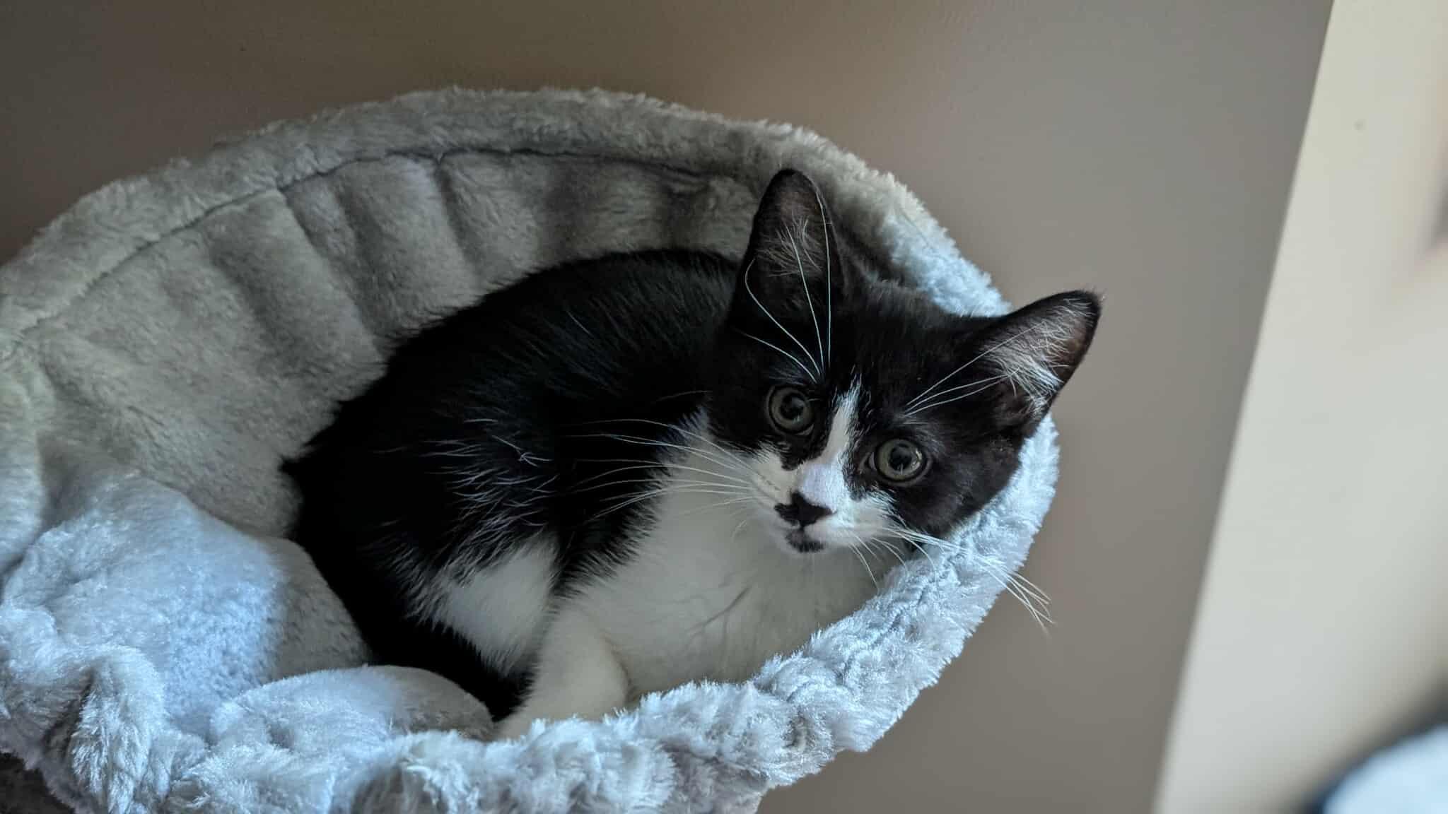 Ellie, Young Female Domestic Short Hair