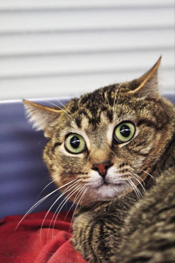 Enlarge Raccoon, a Adoptable mixed breed in Indiana, PA image 1/2