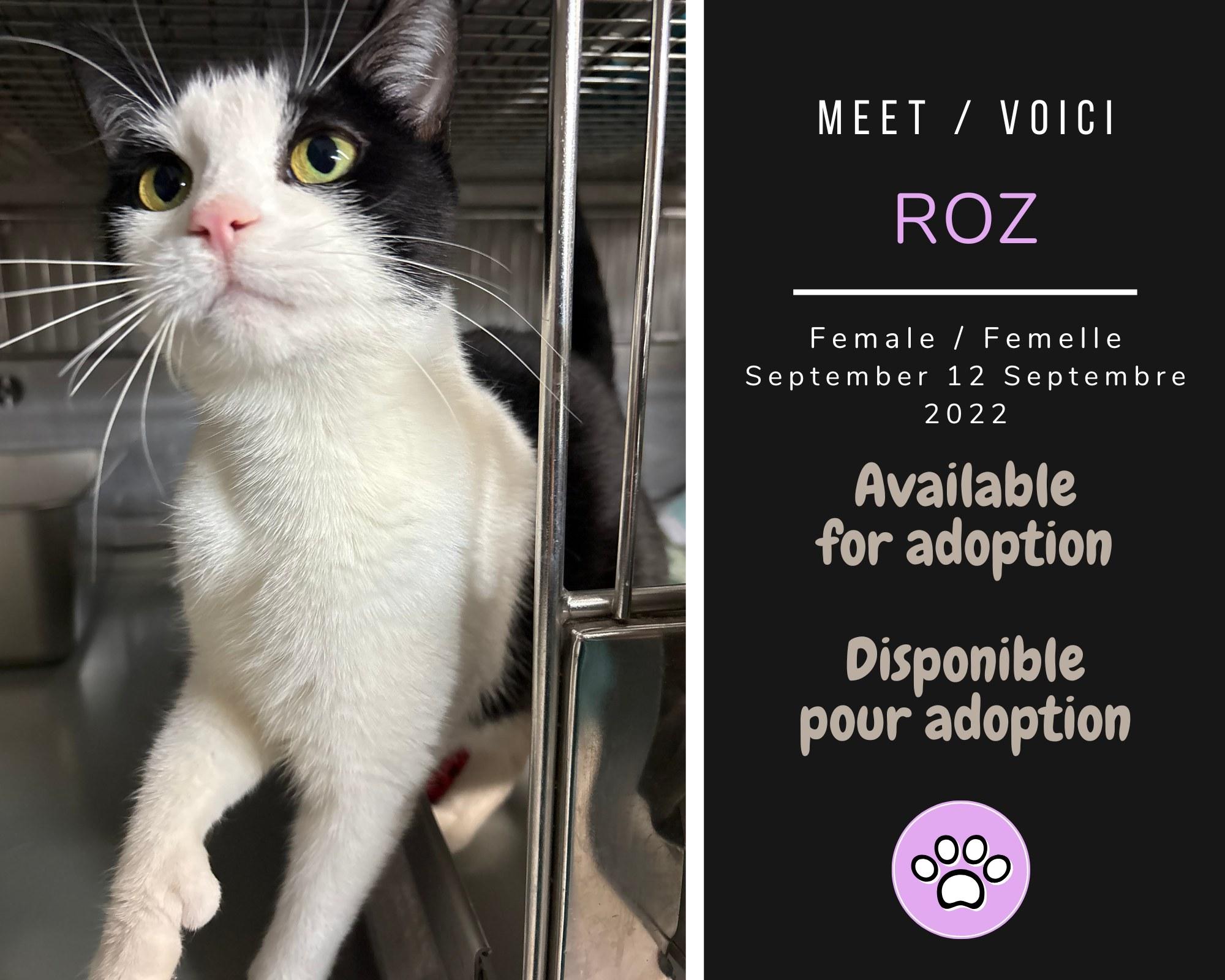 Roz, ADOPTABLE, Adult Female Domestic Short Hair.