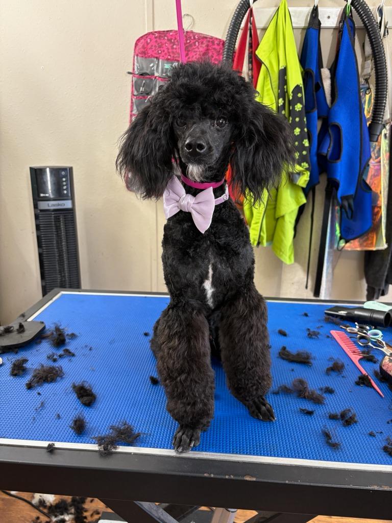 SALEM, Adopted, Young Male Poodle.