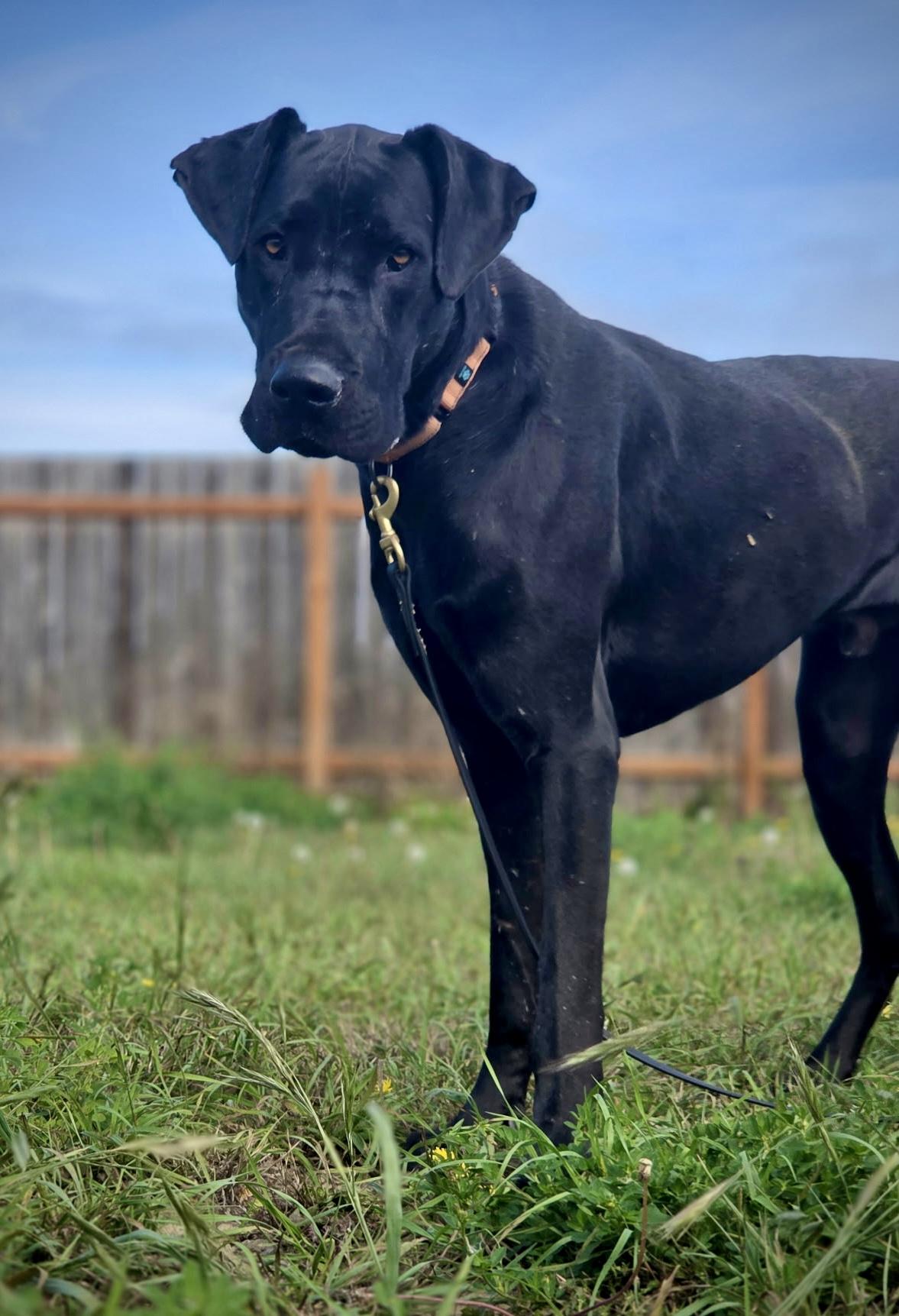 Enlarge Othello, a Adoptable Great Dane in Port Angeles, WA image 2/4