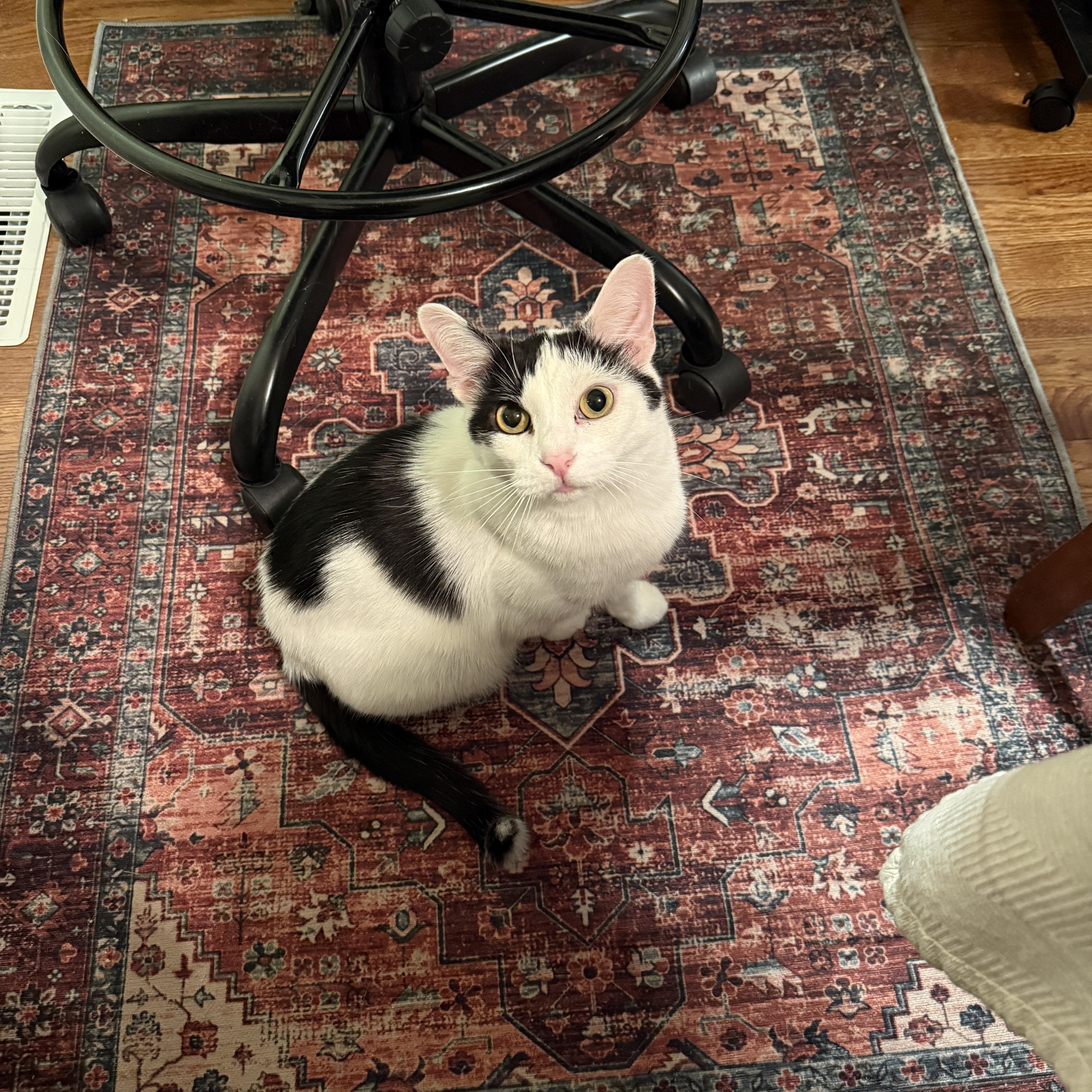 Enlarge Pumpkin, a Adoptable Domestic Short Hair in Clyde, NC image 2/6