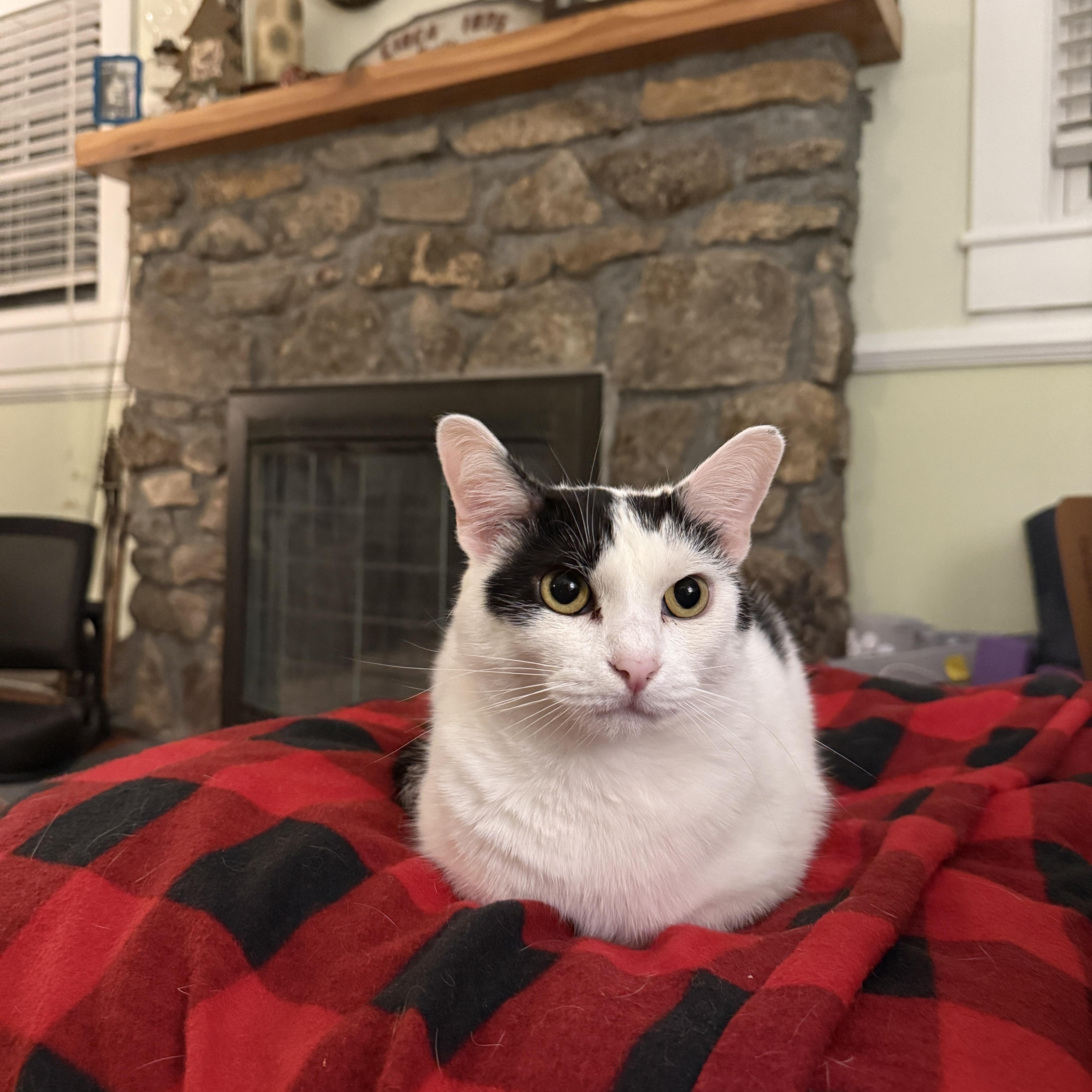 Pumpkin, Adoptable, Adult Female Domestic Short Hair.