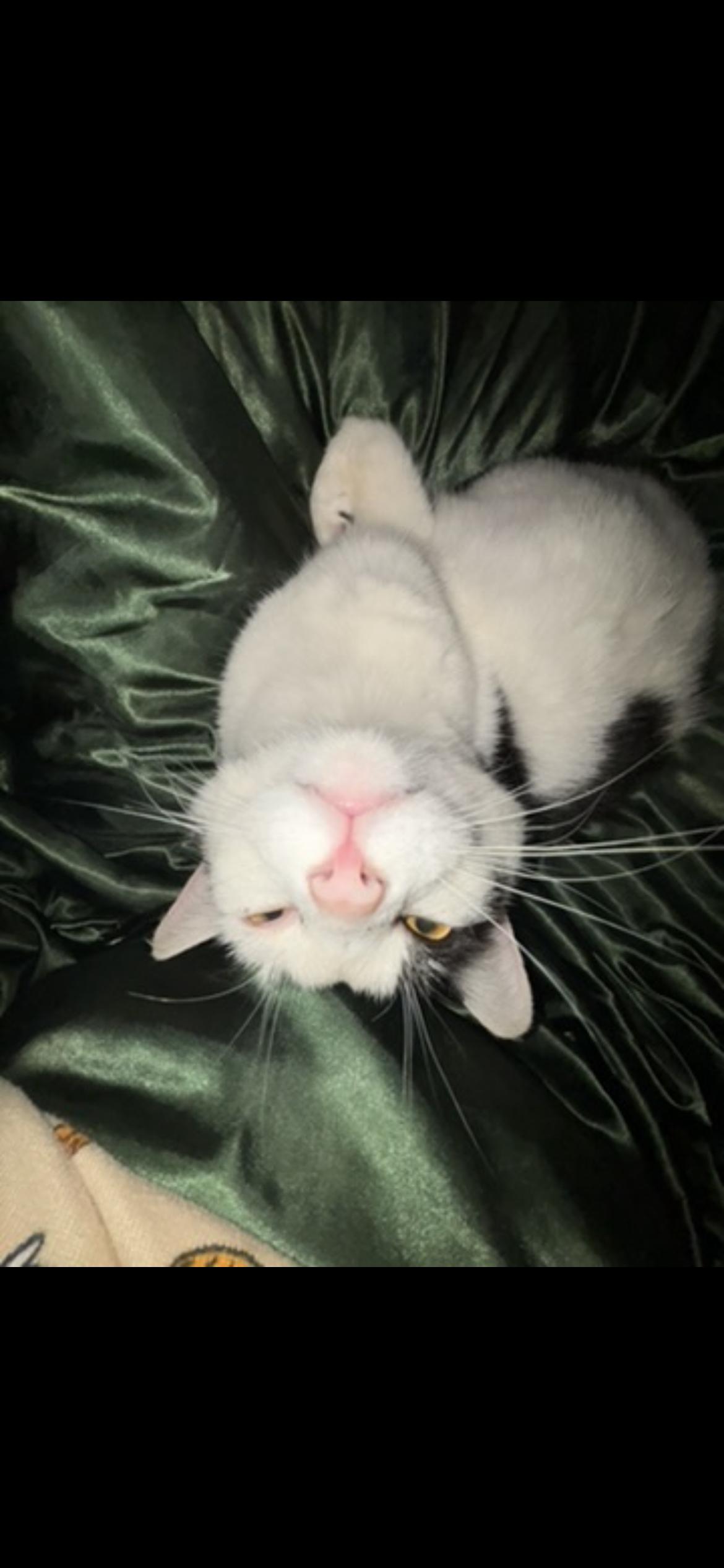 Enlarge Pumpkin, a Adoptable Domestic Short Hair in Clyde, NC image 5/6