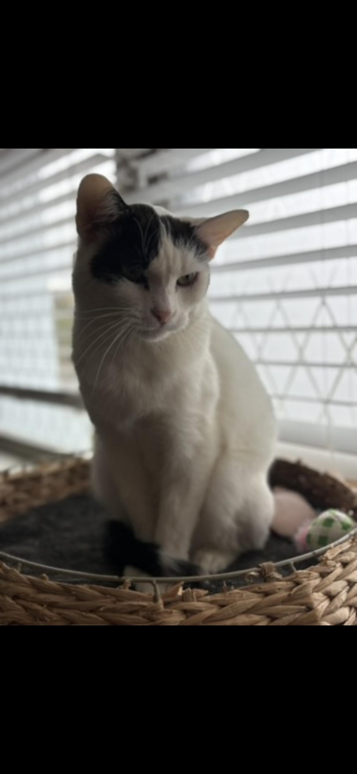 Enlarge Pumpkin, a Adoptable Domestic Short Hair in Clyde, NC image 6/6