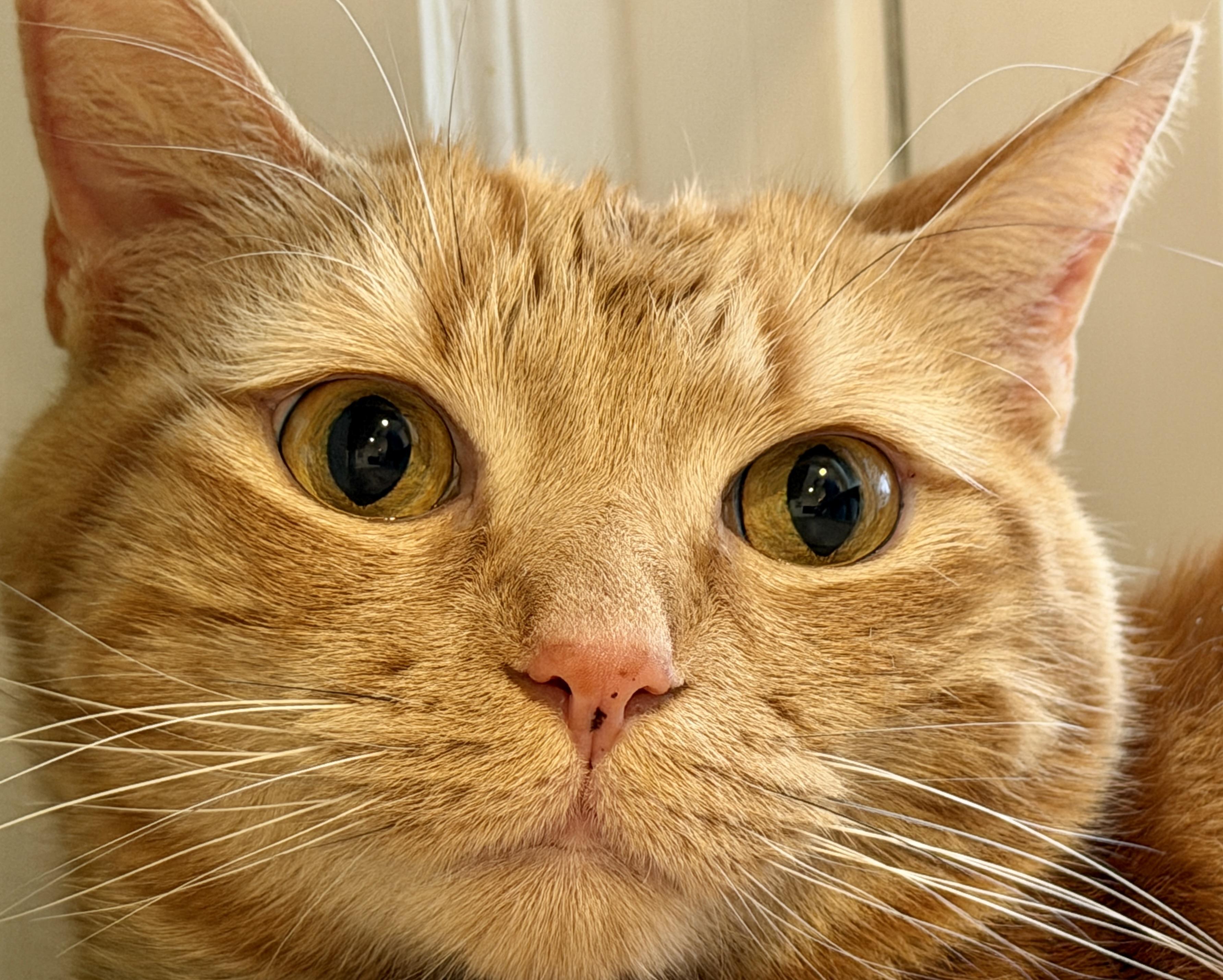 Enlarge Fiver, a ADOPTABLE American Shorthair in Hull, MA image 1/4