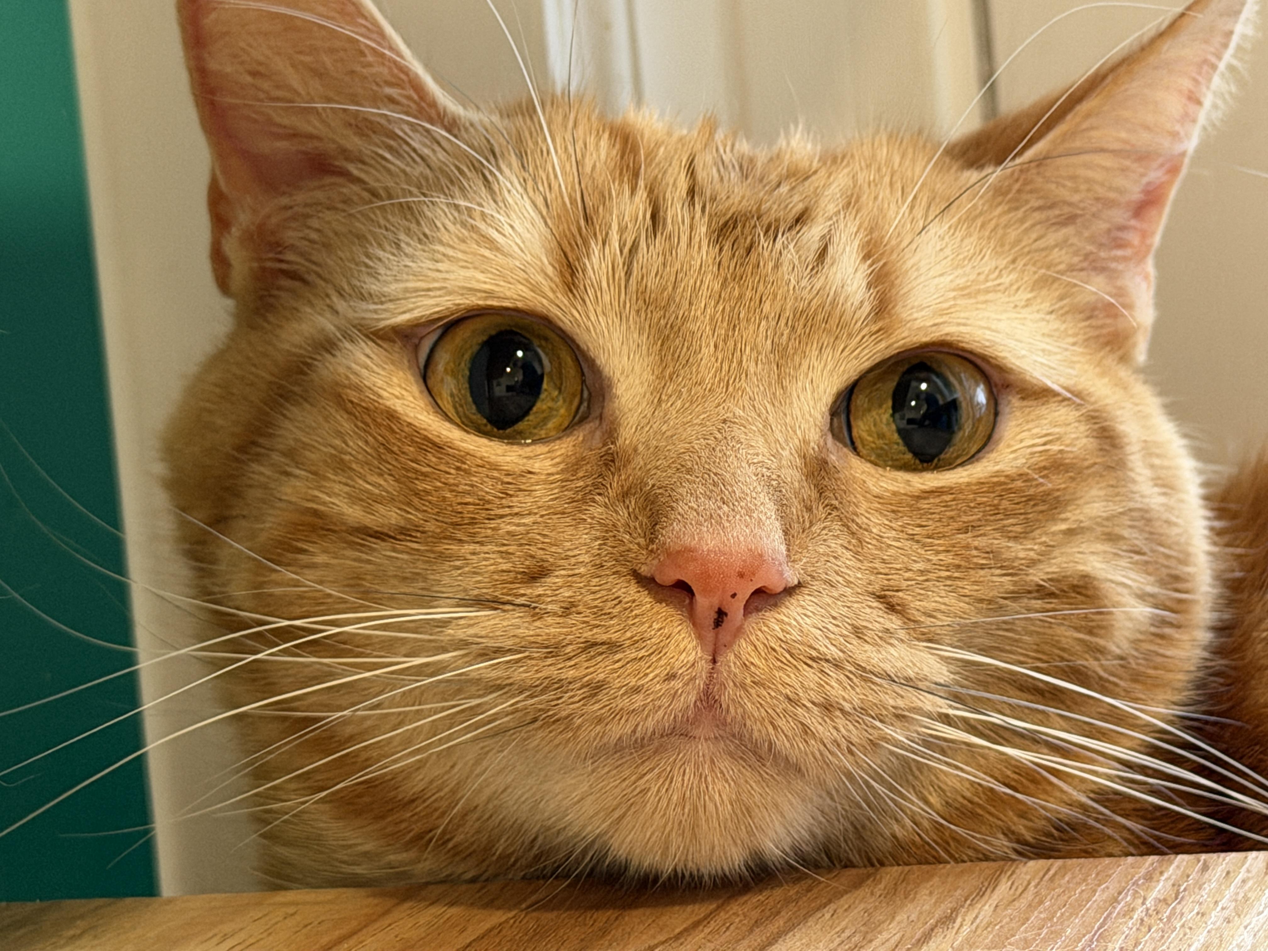 Enlarge Fiver, a ADOPTABLE American Shorthair in Hull, MA image 2/4