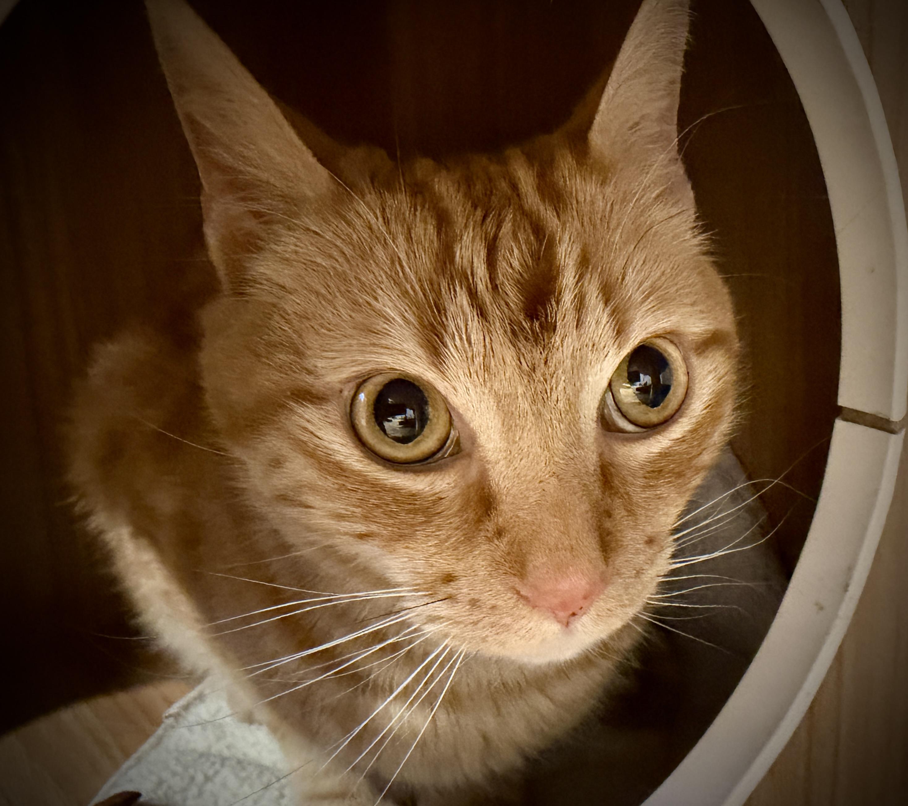 Enlarge Fiver, a ADOPTABLE American Shorthair in Hull, MA image 3/4