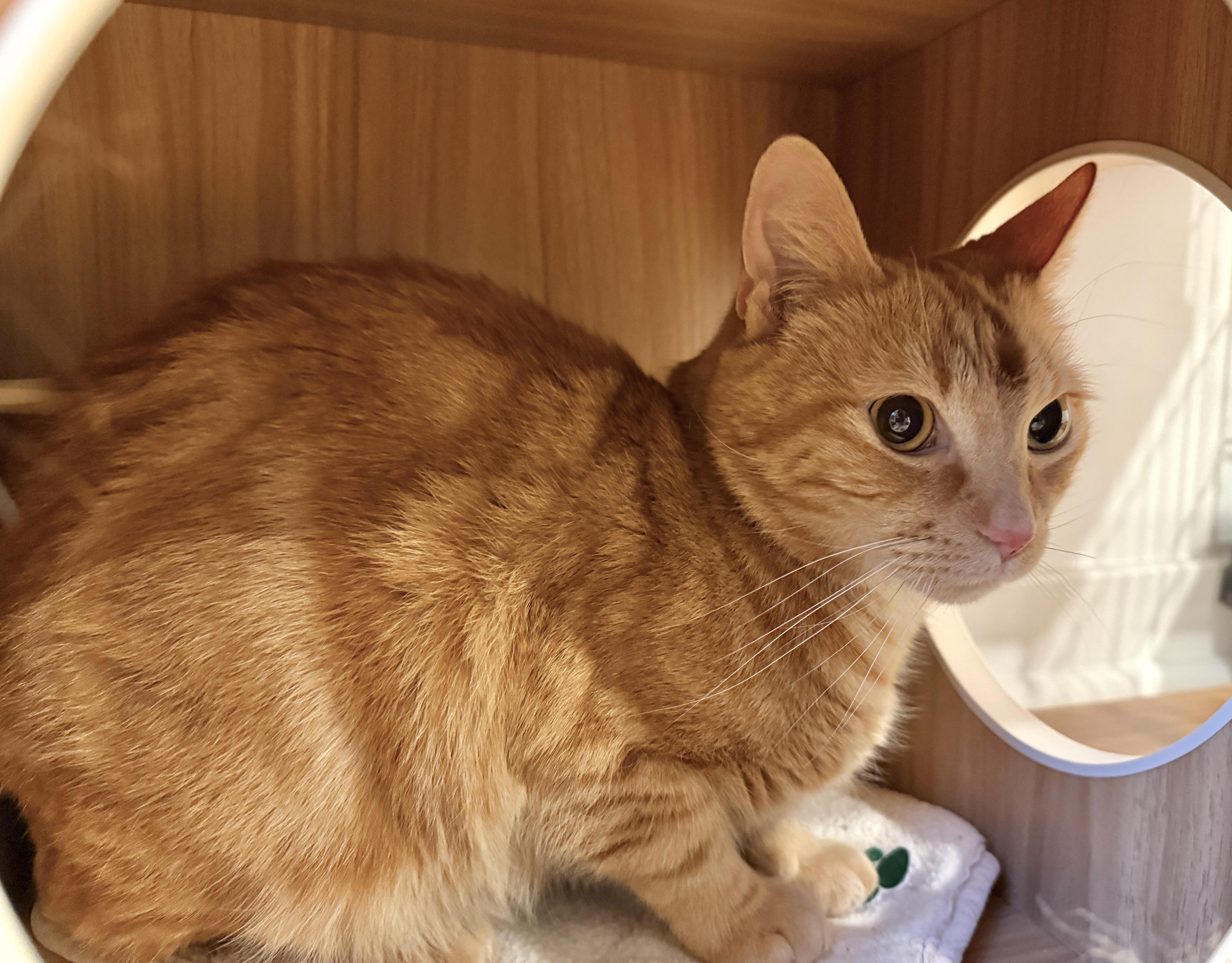 Enlarge Fiver, a ADOPTABLE American Shorthair in Hull, MA image 4/4