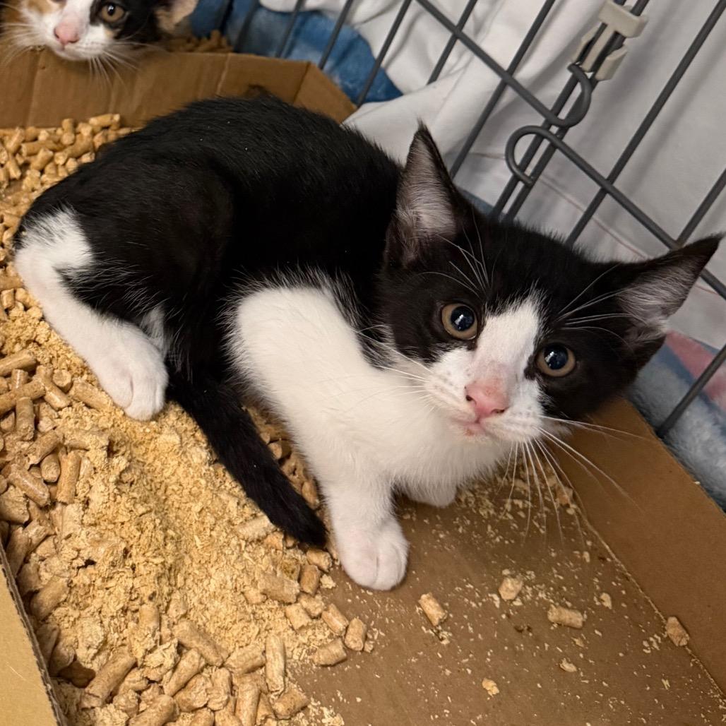 Catan, Adoptable, Kitten Male Domestic Short Hair.
