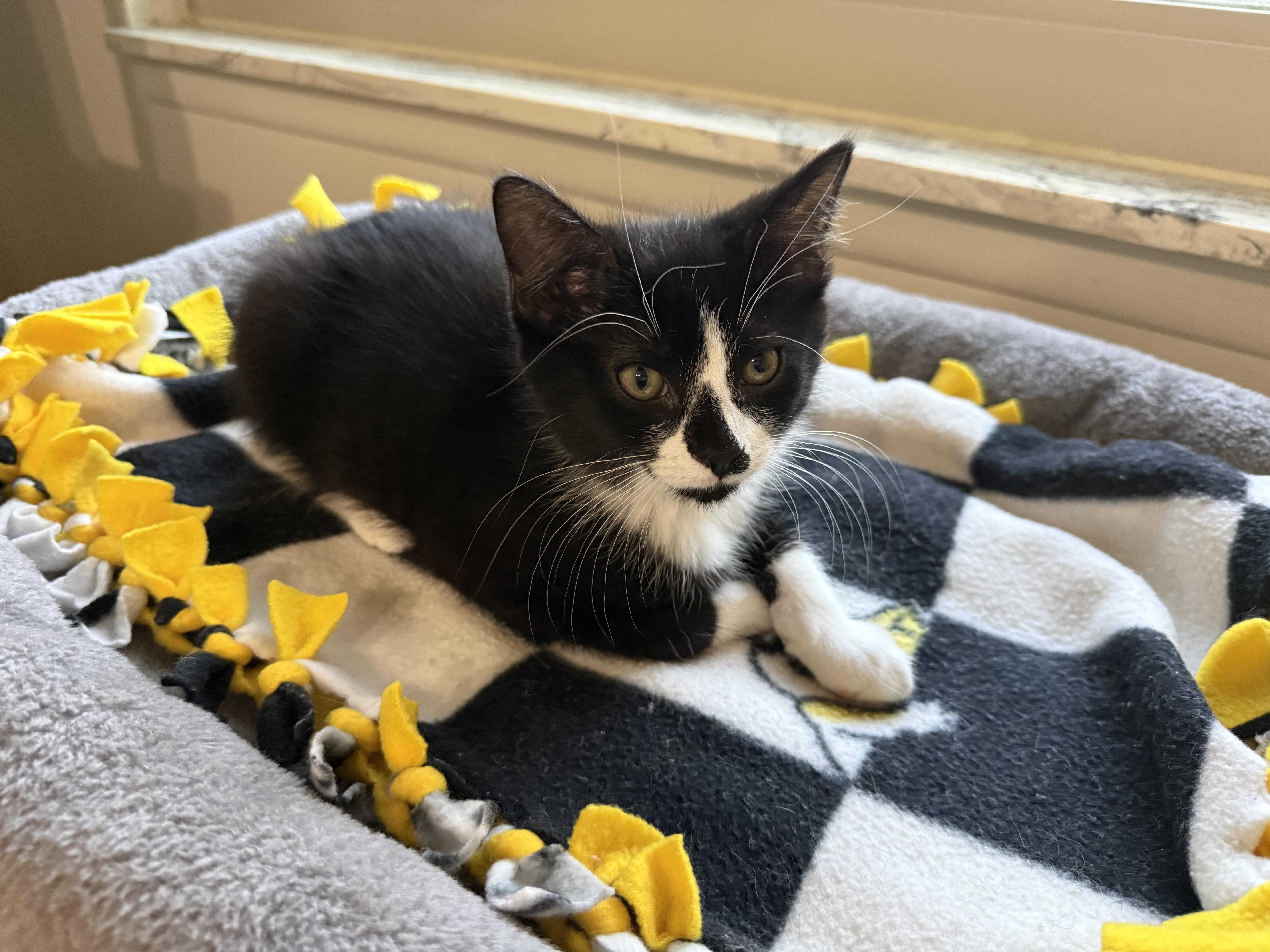 Rian, a ADOPTABLE Domestic Short Hair in South Lyon, MI image 4/4