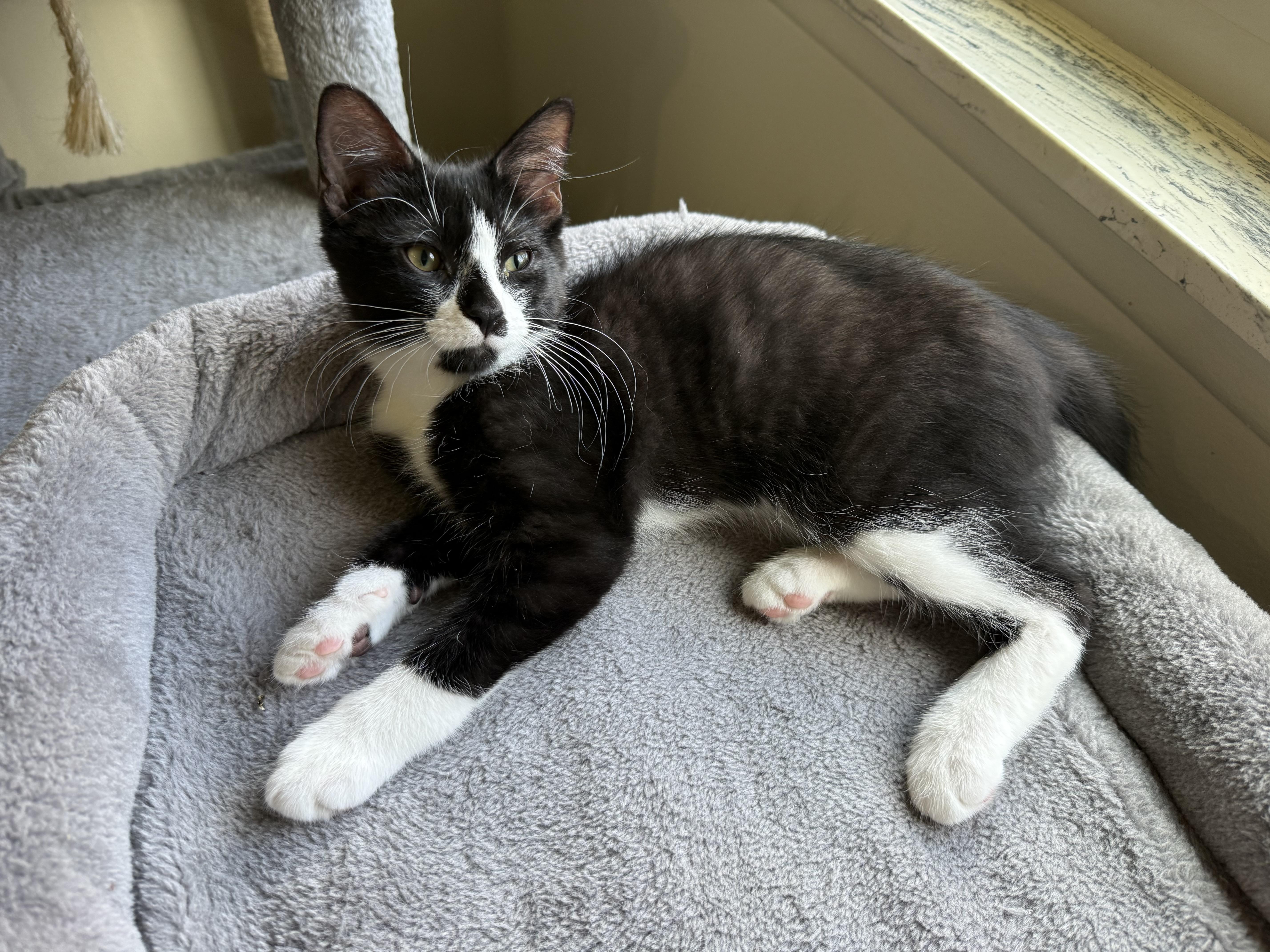 Rian, a ADOPTABLE Domestic Short Hair in South Lyon, MI image 3/4