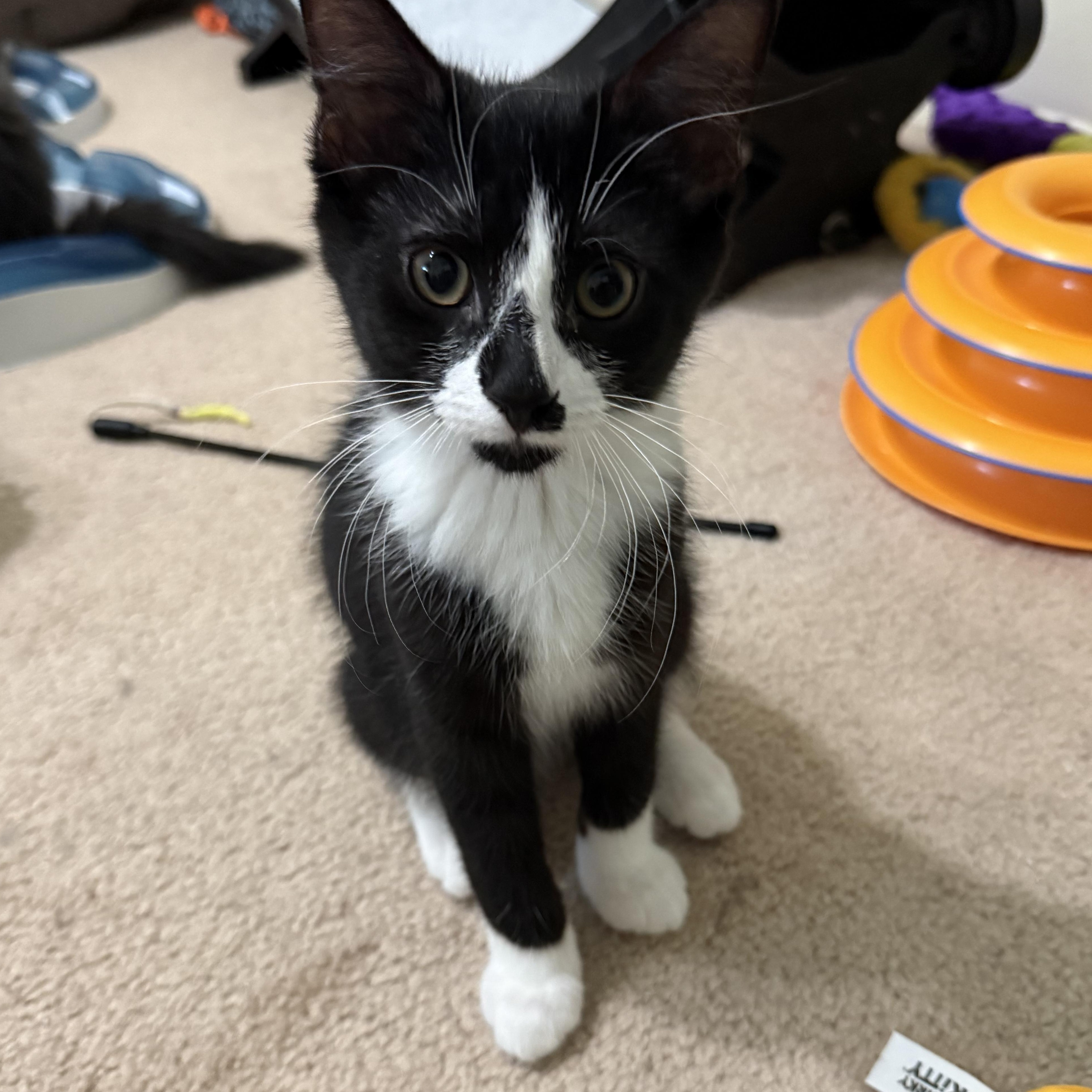 Rian, a ADOPTABLE Domestic Short Hair in South Lyon, MI image 1/4