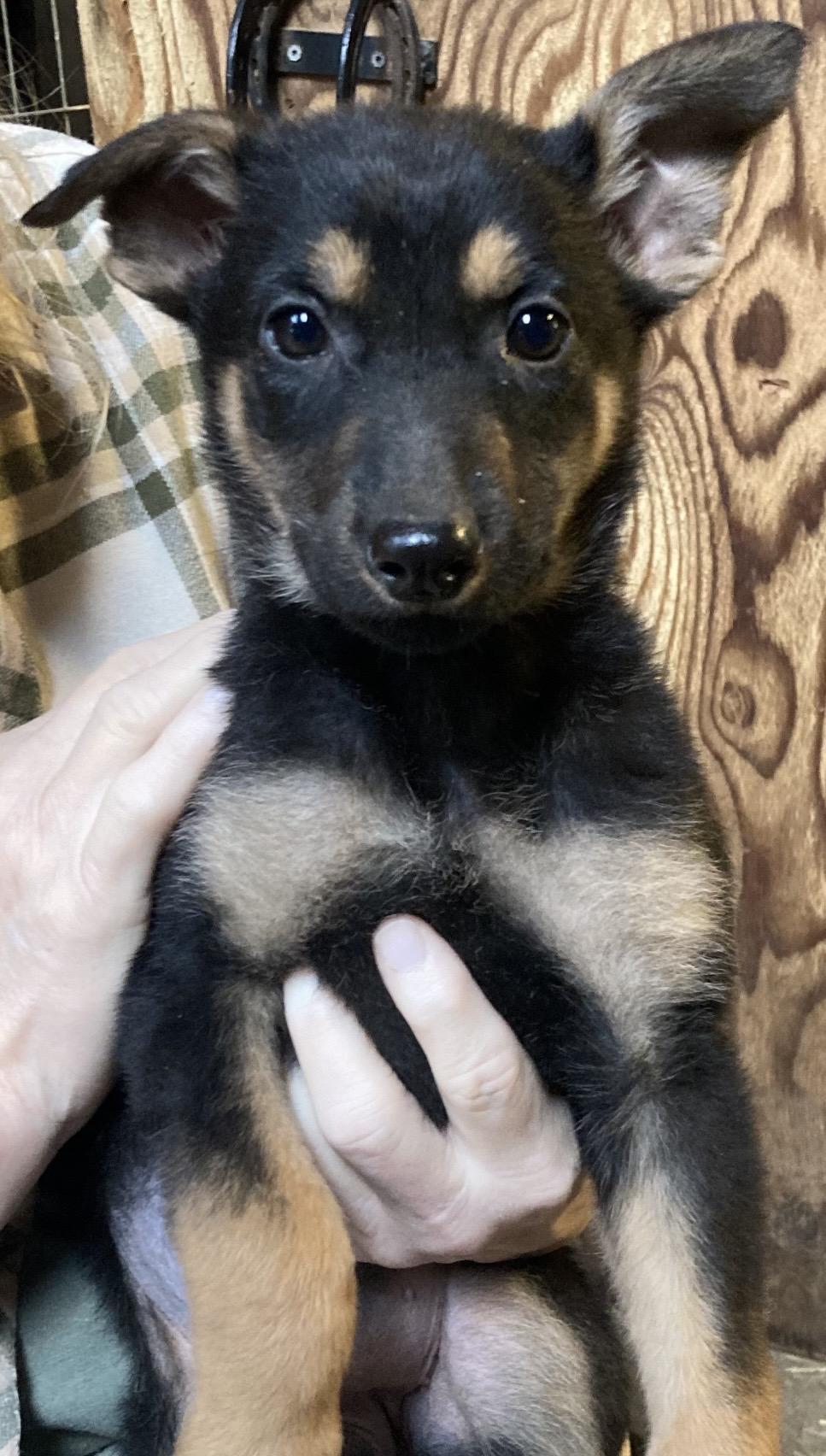Enlarge Josephine Bucket, a ADOPTABLE German Shepherd Dog in Beaverton, OR image 1/1