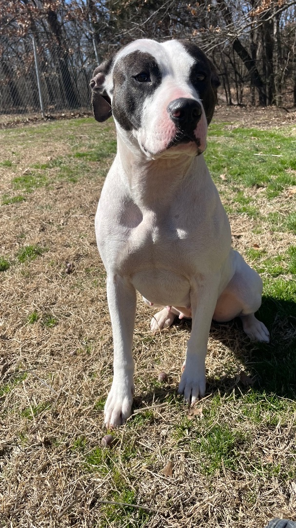 Enlarge Eleanor, a Adoptable mixed breed in Bartlesville, OK image 1/4