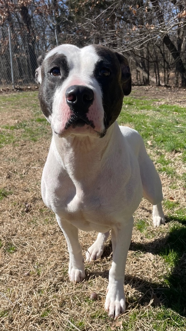 Enlarge Eleanor, a Adoptable mixed breed in Bartlesville, OK image 2/4