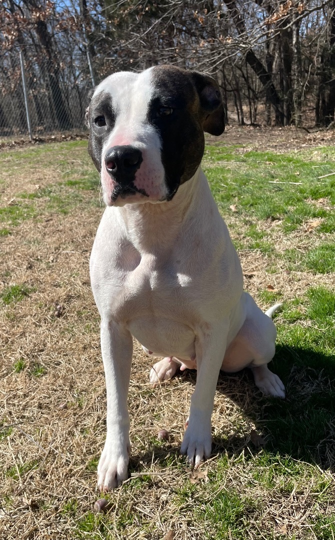 Enlarge Eleanor, a Adoptable mixed breed in Bartlesville, OK image 3/4