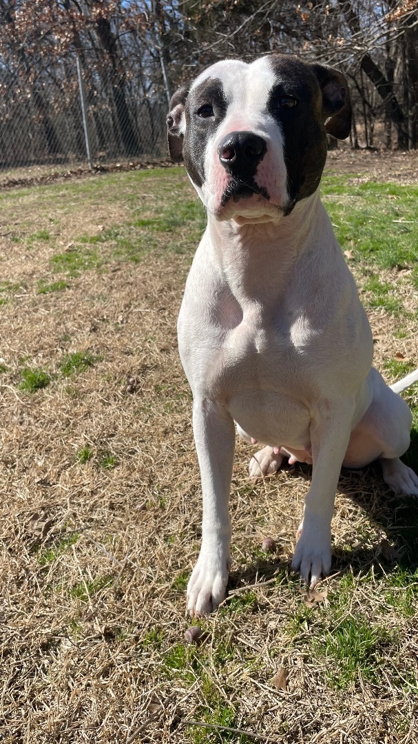 Enlarge Eleanor, a Adoptable mixed breed in Bartlesville, OK image 4/4