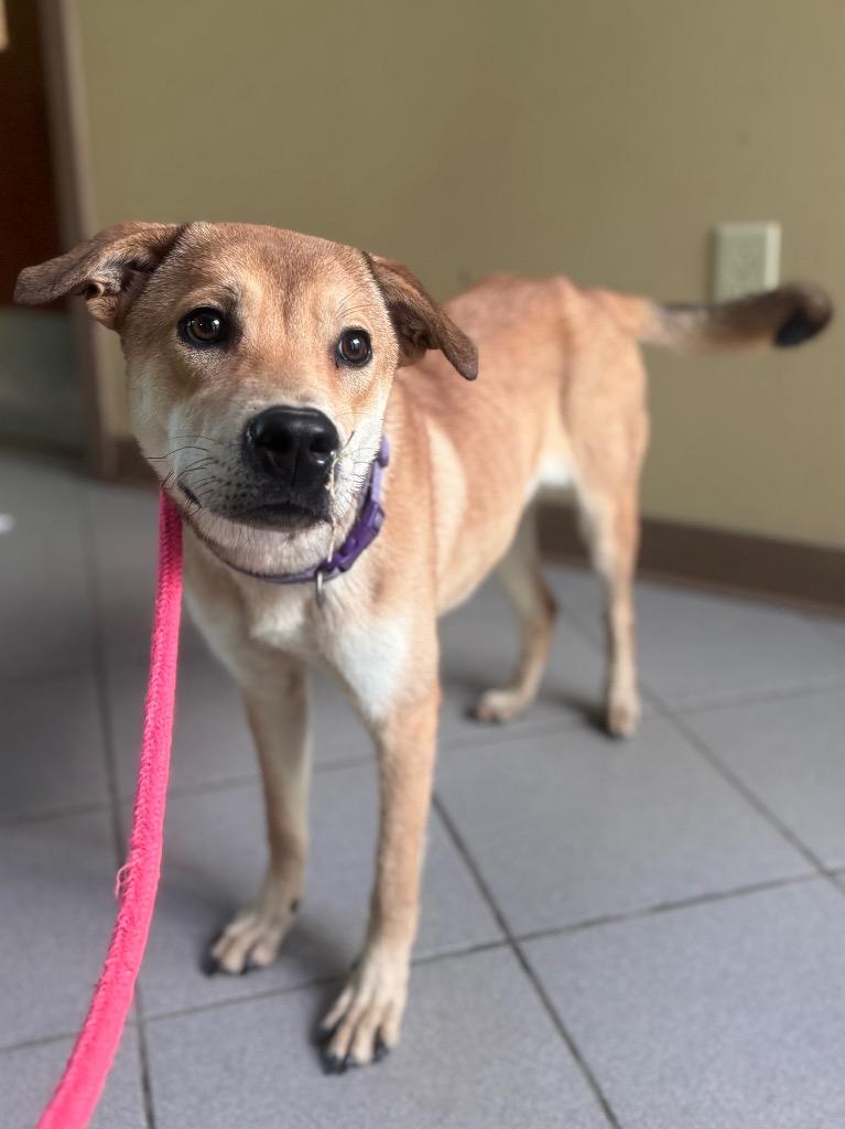 Zeva, Adoptable, Young Female Shepherd & Labrador Retriever.