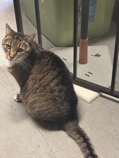 Enlarge Sadie, a Adoptable Domestic Medium Hair in Palo Cedro, CA image 1/1