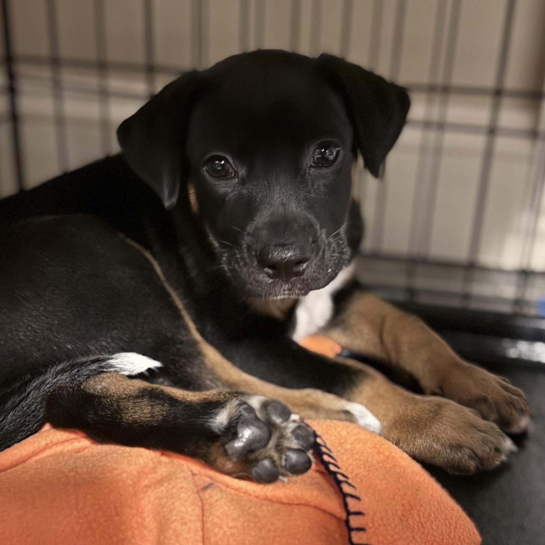 Enlarge Rush, a Adoptable mixed breed in Mahwah, NJ image 2/5