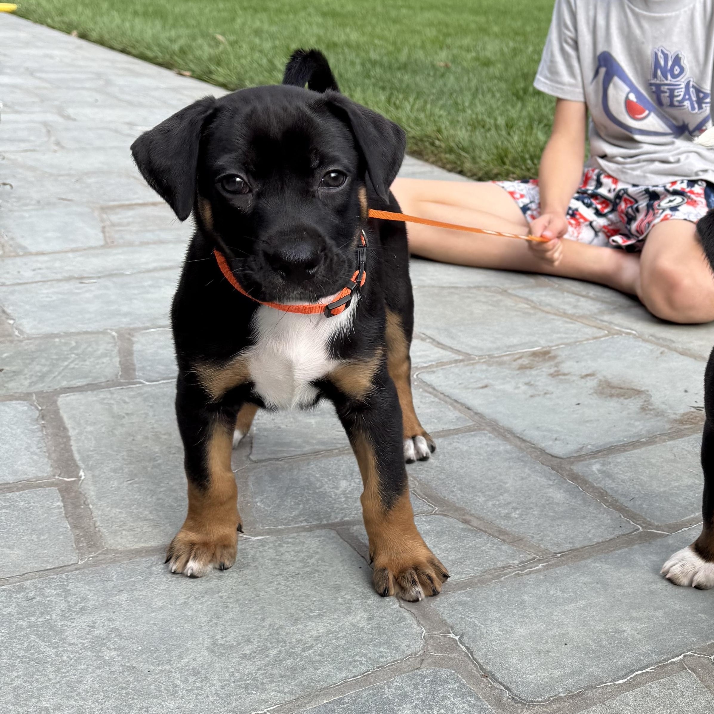 Enlarge Rush, a Adoptable mixed breed in Mahwah, NJ image 4/5