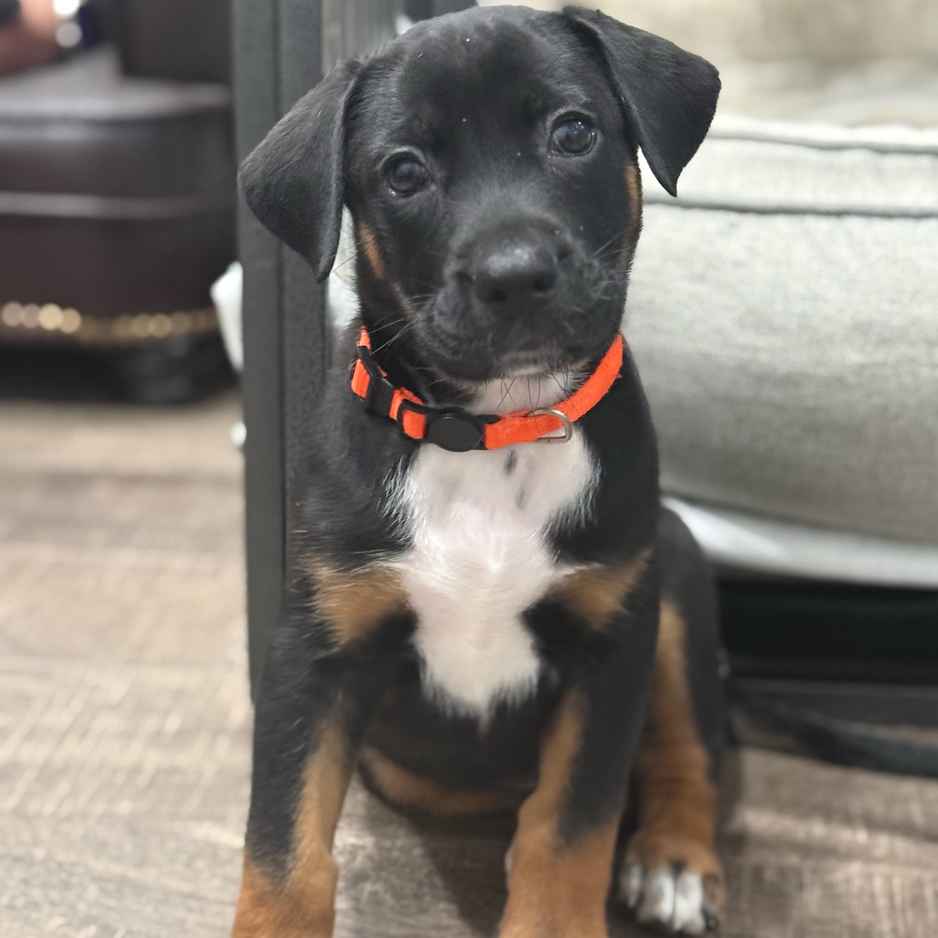 Enlarge Rush, a Adoptable mixed breed in Mahwah, NJ image 1/5