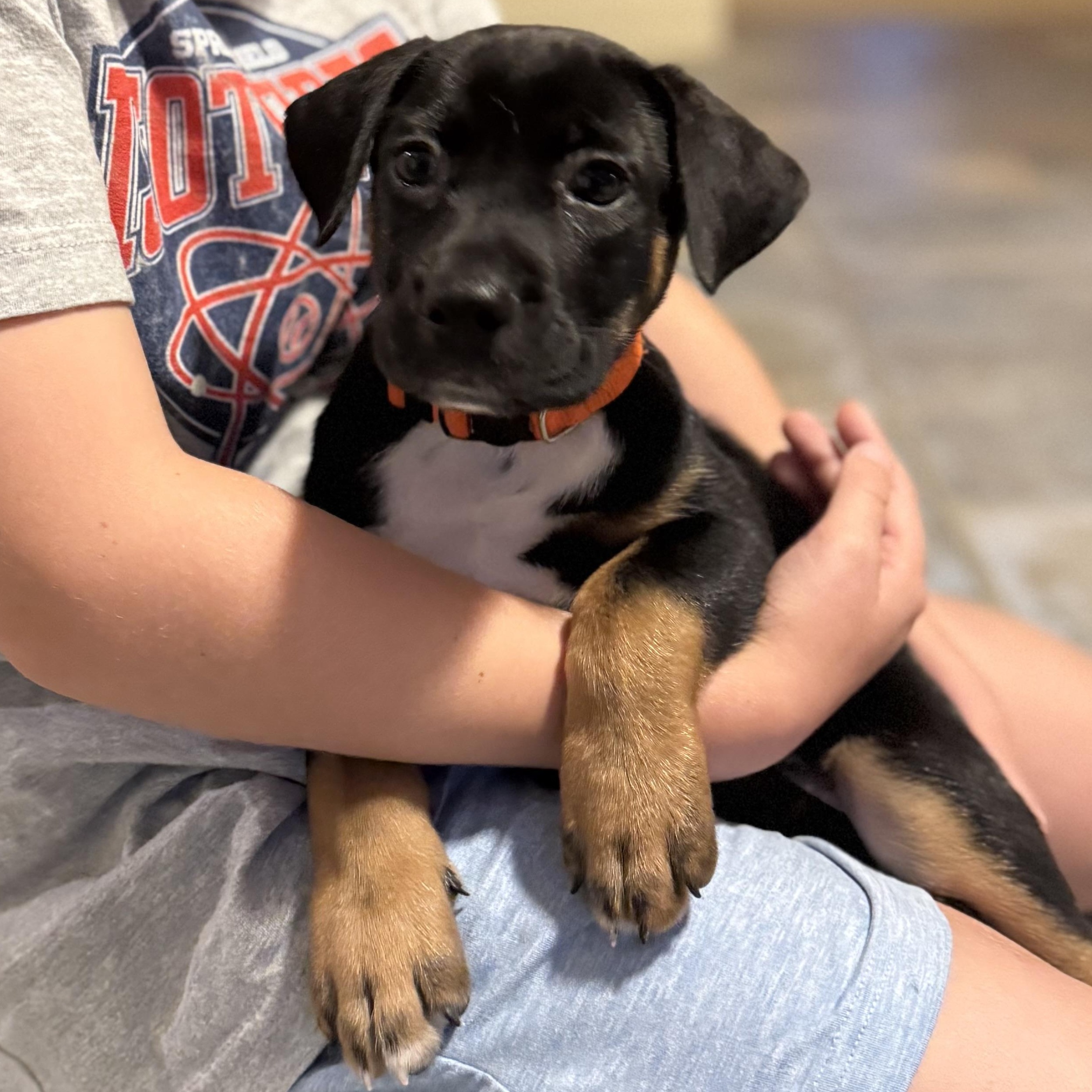 Enlarge Rush, a Adoptable mixed breed in Mahwah, NJ image 5/5