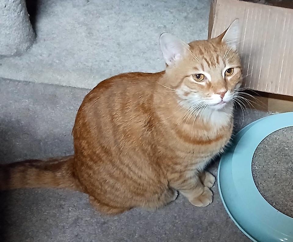 Red Tiger, Adoptable, Adult Male Domestic Short Hair.