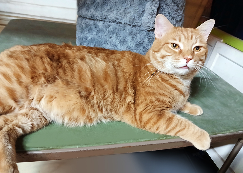 Red Tiger, a Adoptable Domestic Short Hair in Smithfield, VA image 2/3