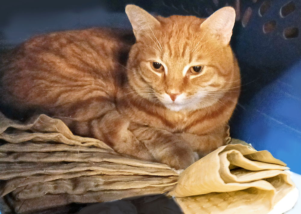 Red Tiger, a Adoptable Domestic Short Hair in Smithfield, VA image 3/3