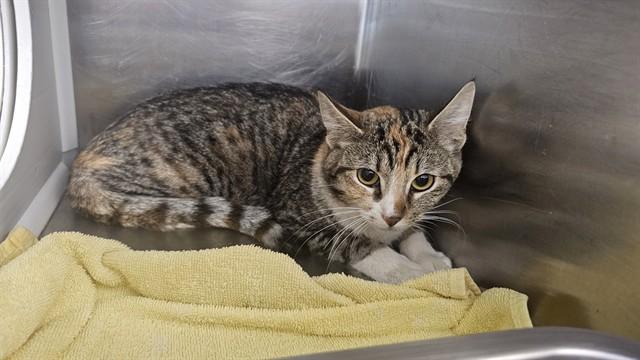 MOXI, Adoptable, Young Female Domestic Short Hair.